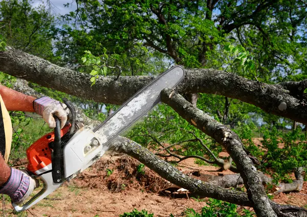 Branching Out Understanding the Roles of Arborists and Tree Surgeons