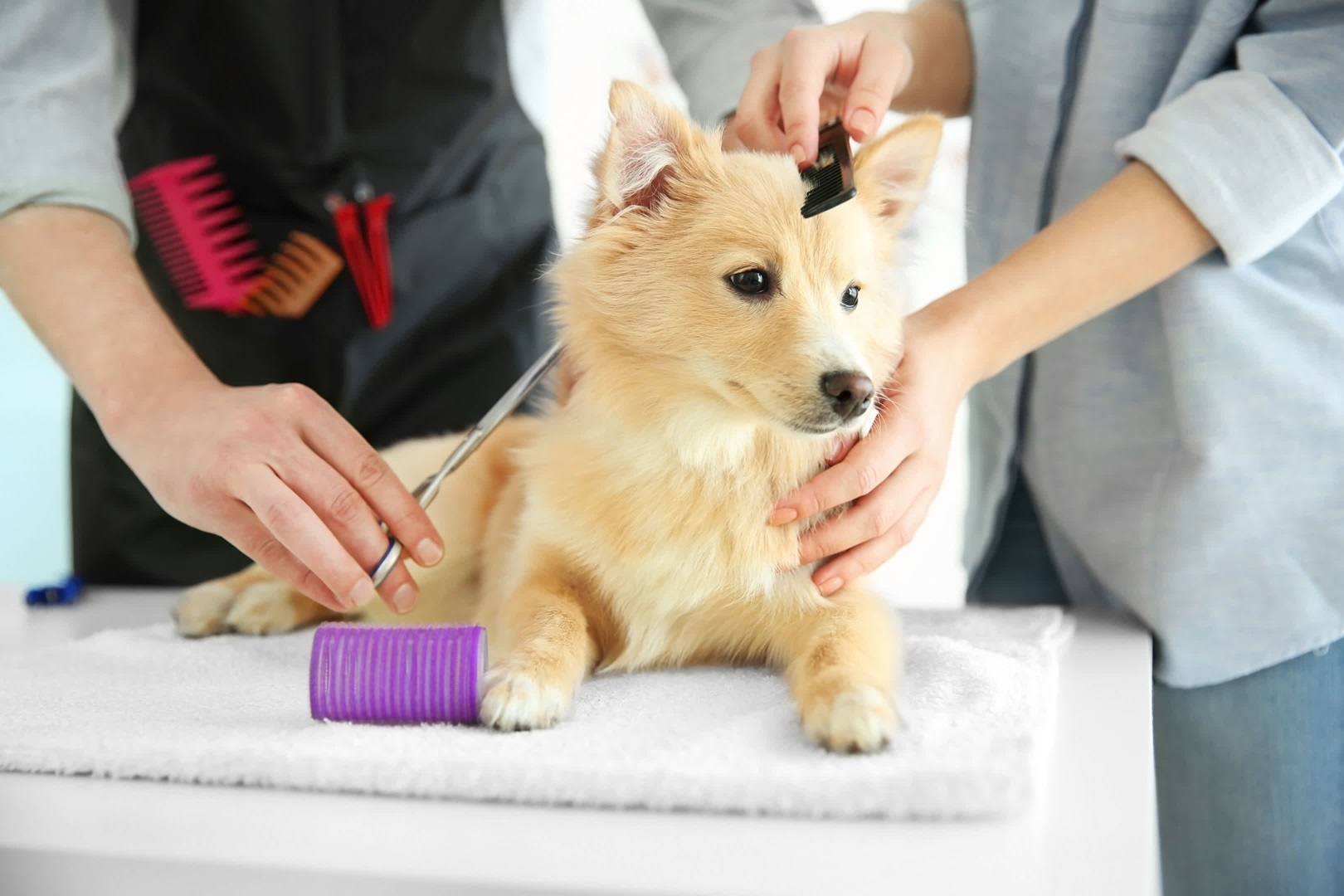 Tail-Wagging Transformations: Before and After in Dog Grooming