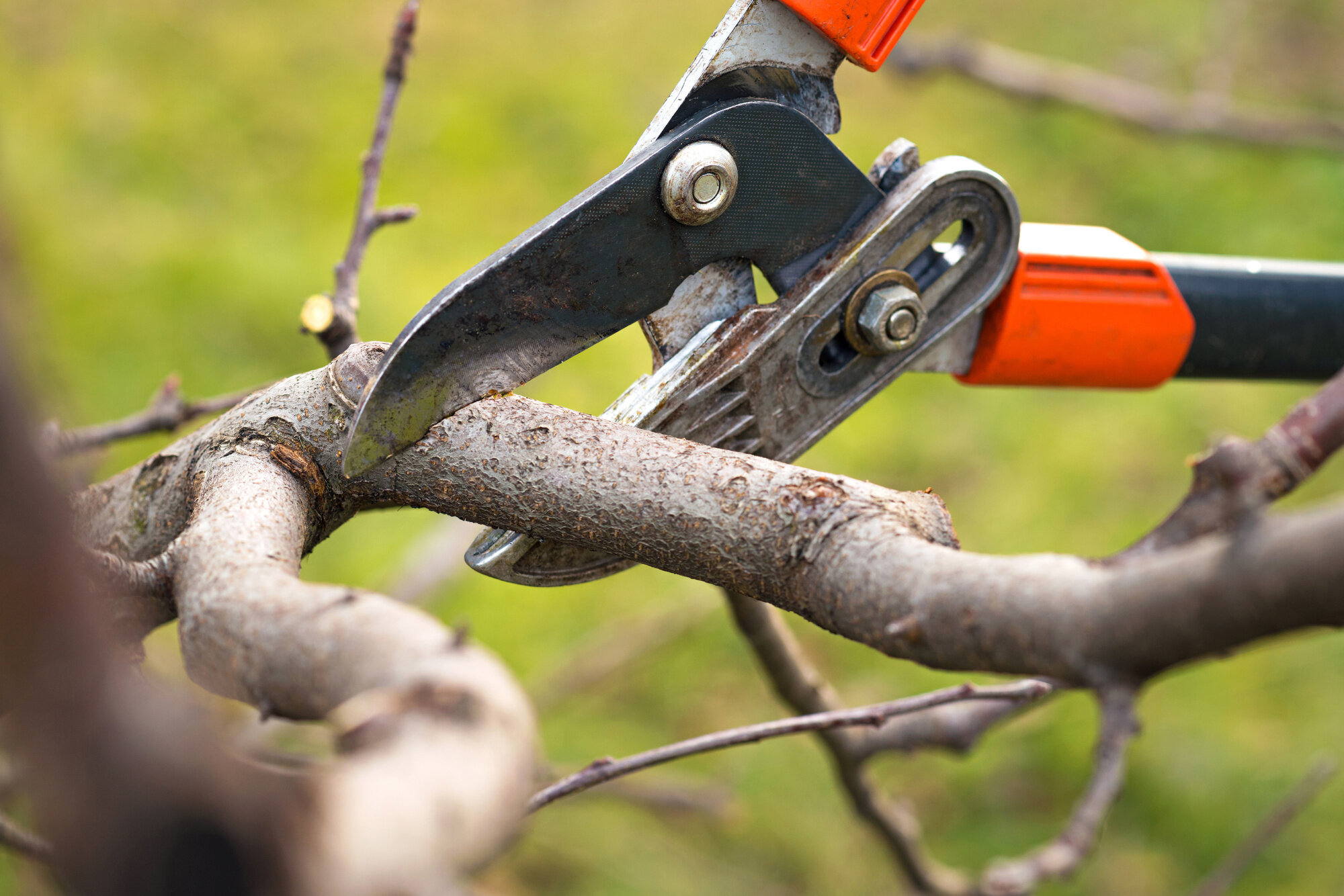 The Ultimate Guide to Tree Services: From Trimming to Removal